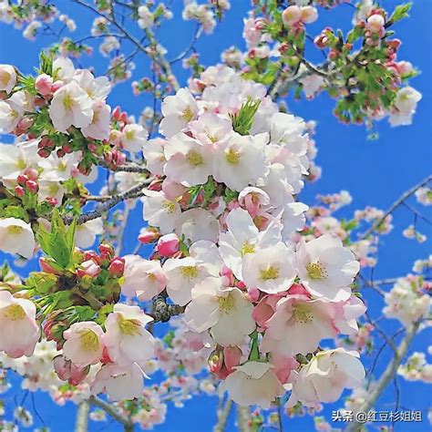 海棠 花